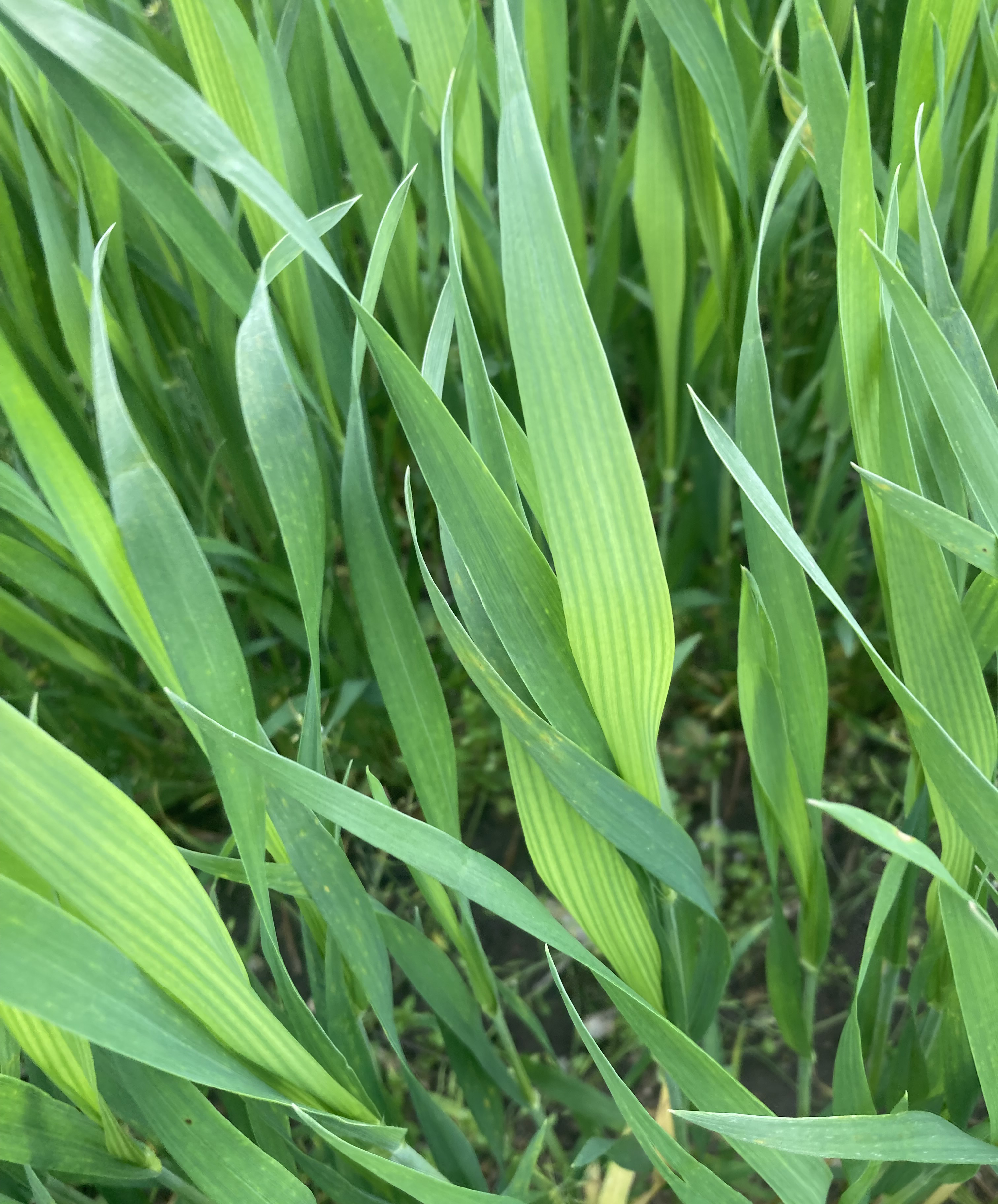 Closeup of wheat blades with yellowing stripes.